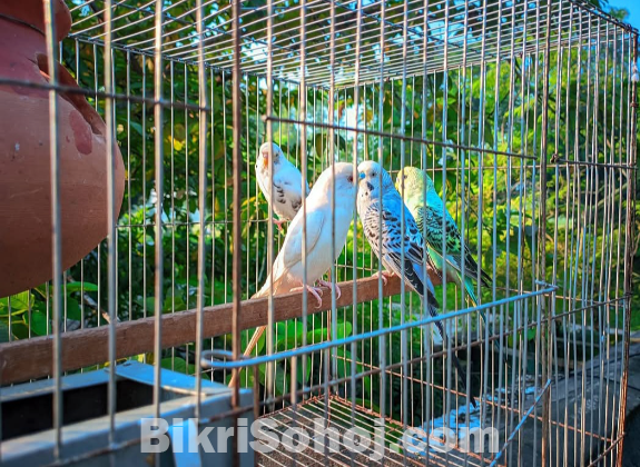 বাজিগর পাখি বিক্রি করা হবে।